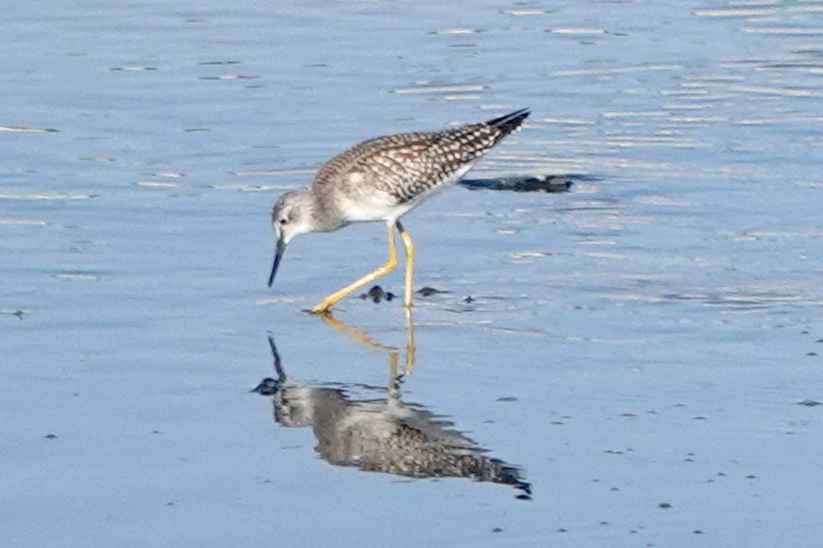 gulbeinsnipe - ML622534036