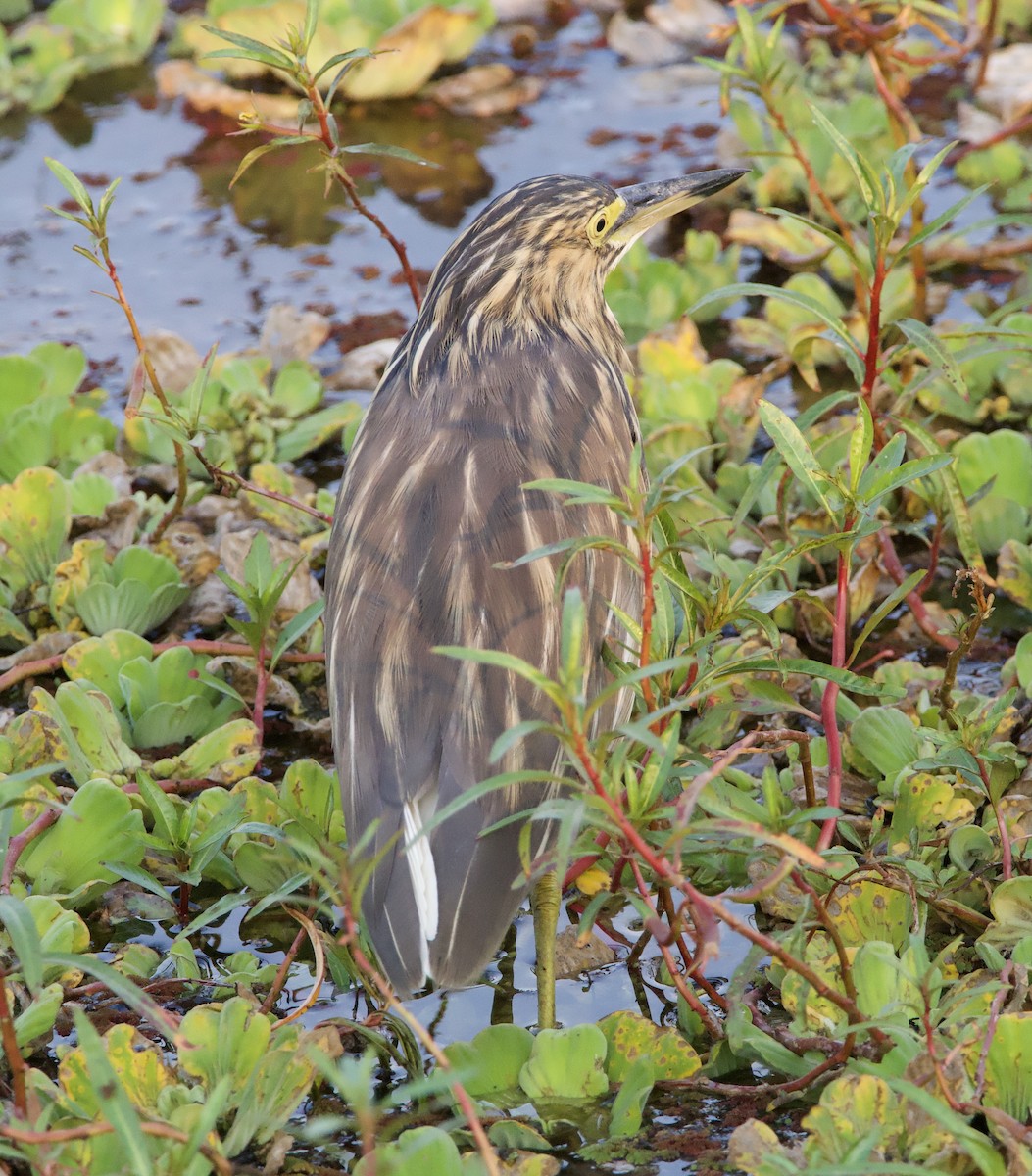 Dickschnabelreiher - ML622534088