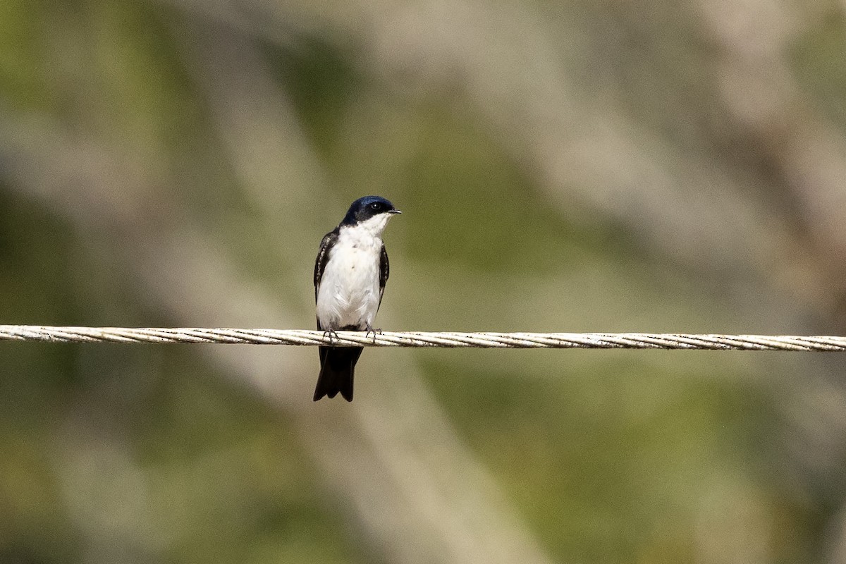 Hirondelle bleu et blanc (cyanoleuca) - ML622534095