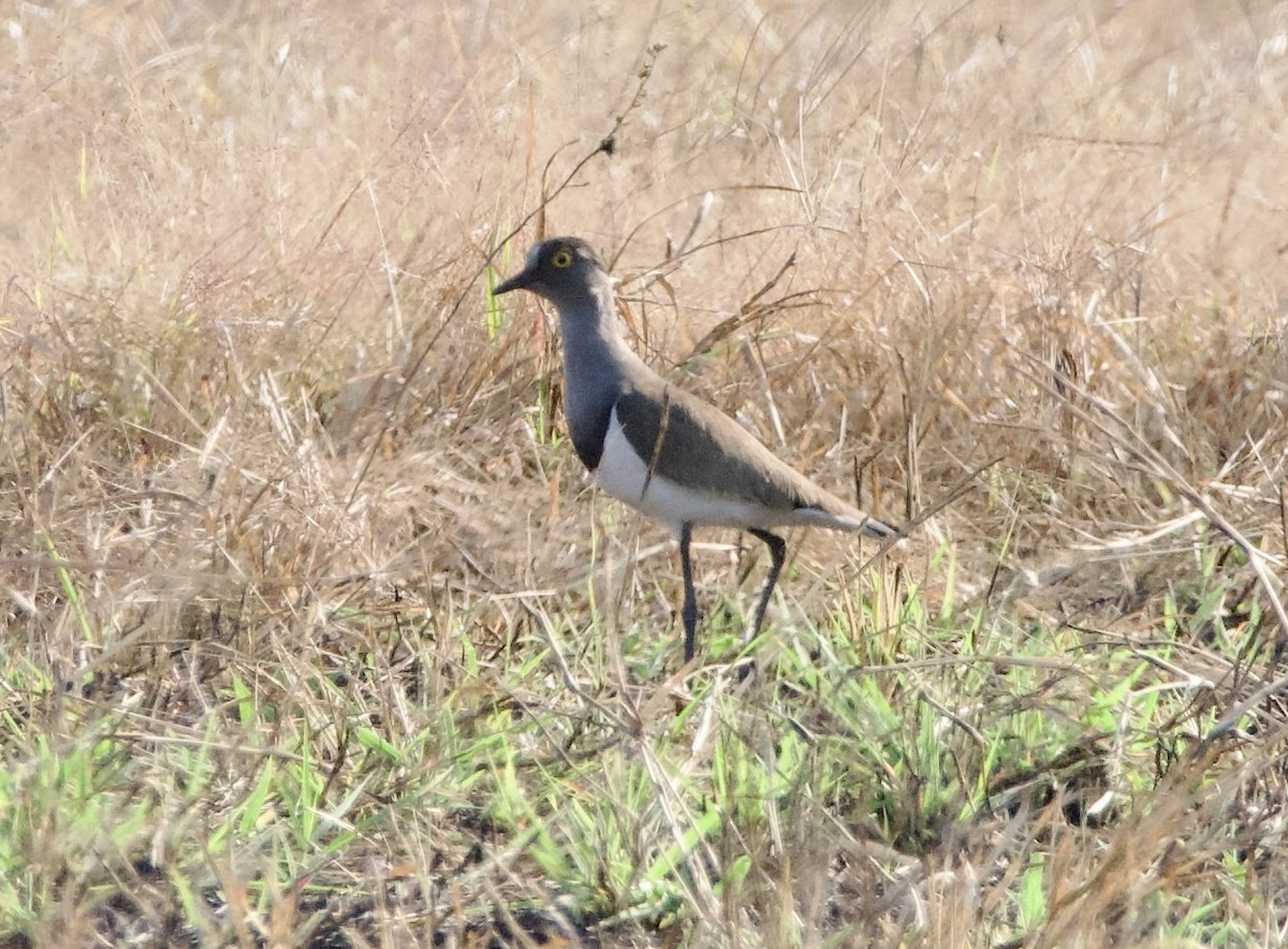 Senegal Lapwing - ML622534132