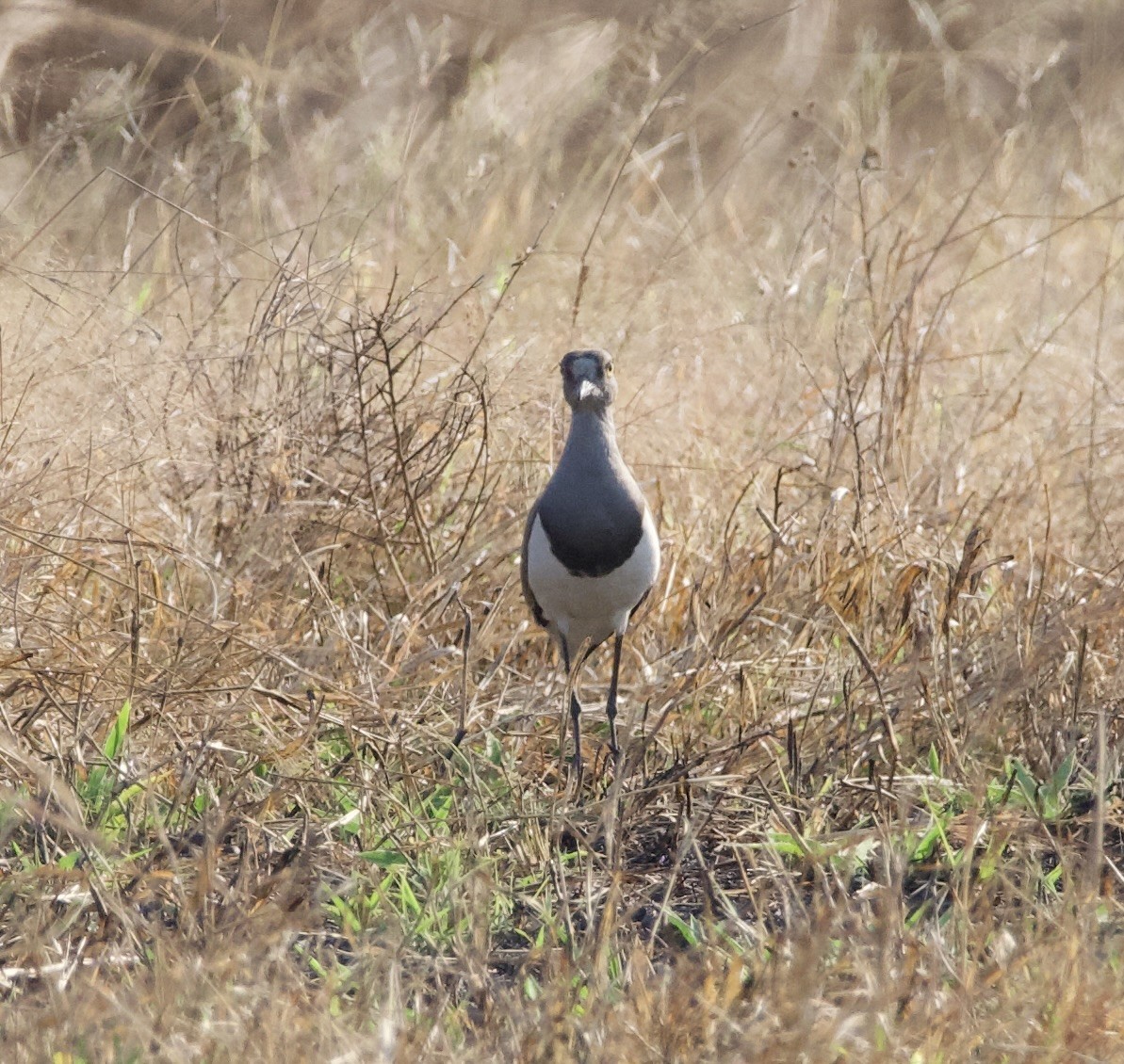 Senegal Lapwing - John Gregory