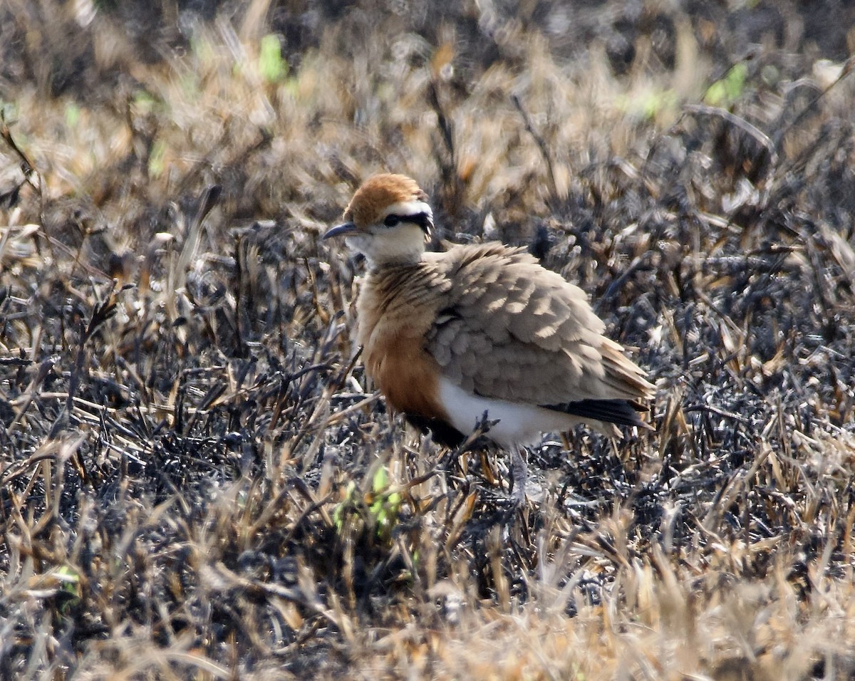 Temminck's Courser - ML622534139