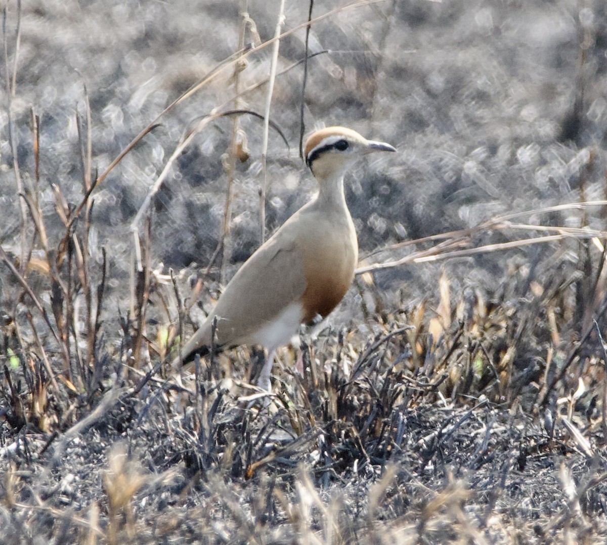 Temminck's Courser - ML622534140