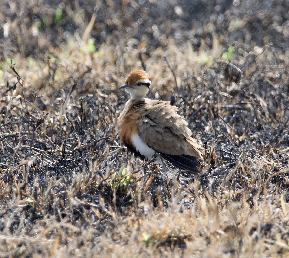 Temminck's Courser - ML622534141