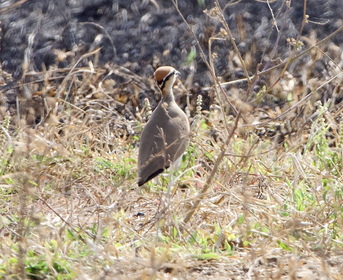 Temminck's Courser - ML622534143