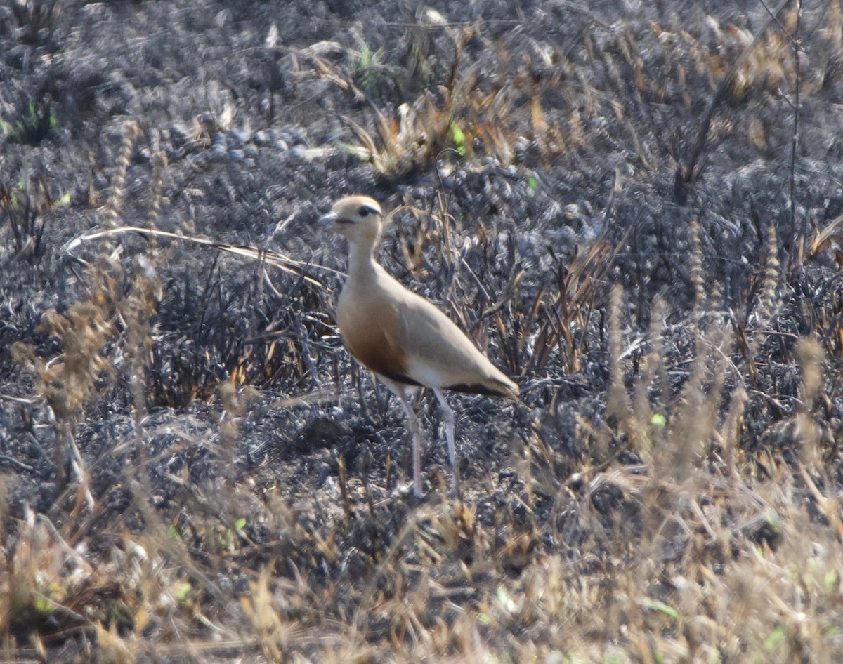 Temminck's Courser - ML622534144