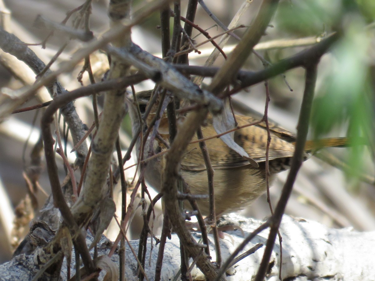 Sinaloa Wren - ML622534145