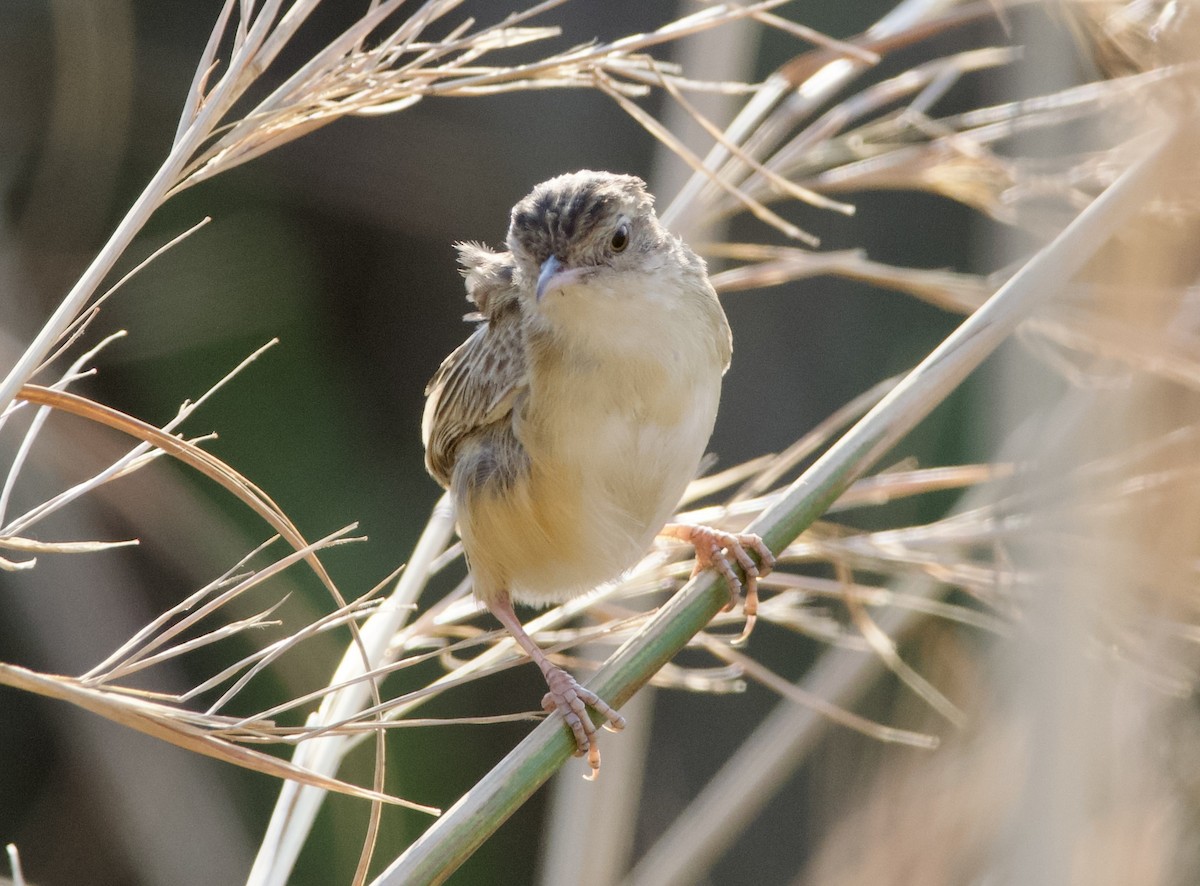 Desert Cisticola - ML622534188