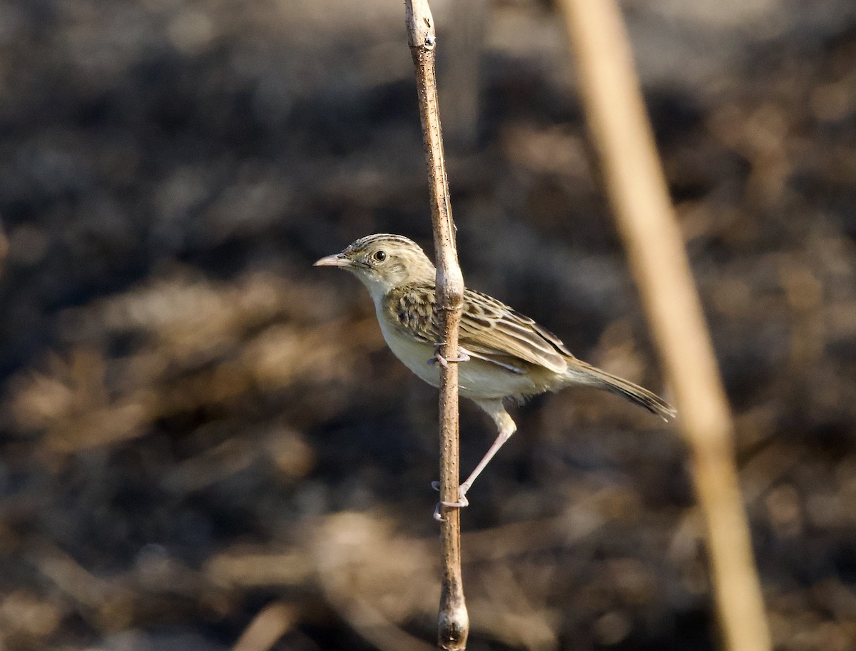 Desert Cisticola - ML622534189