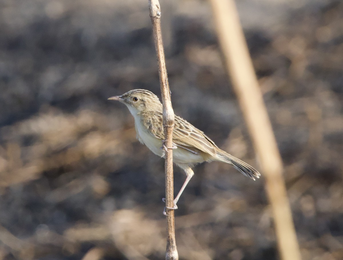 Desert Cisticola - ML622534190