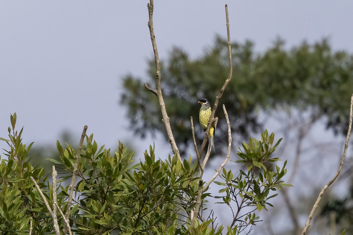 Swallow-tailed Cotinga (Swallow-tailed) - ML622534195