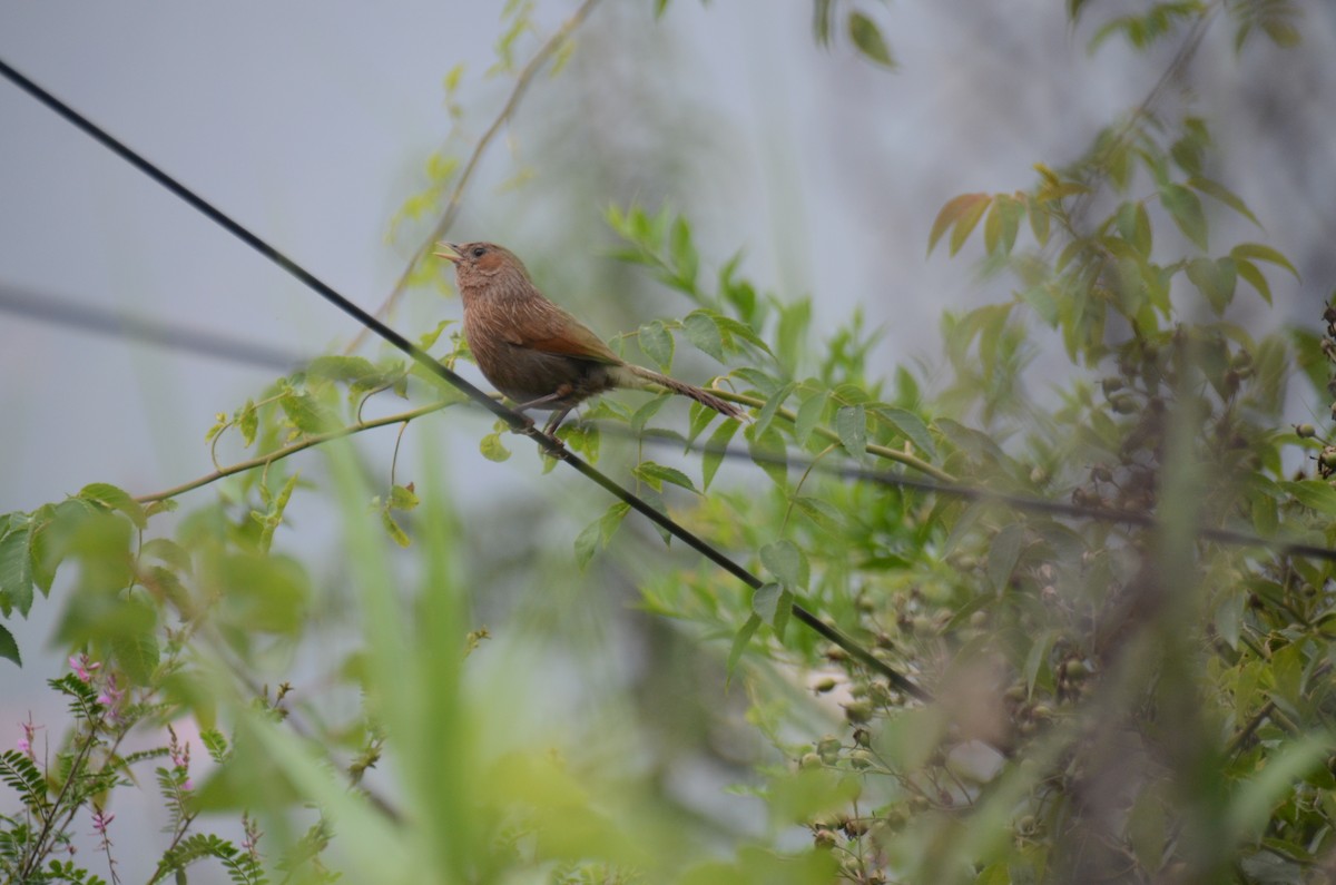 Streaked Laughingthrush - ML622534216