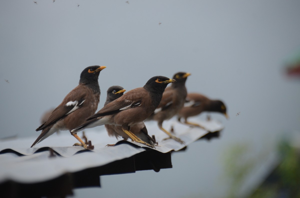 Common Myna - ML622534220