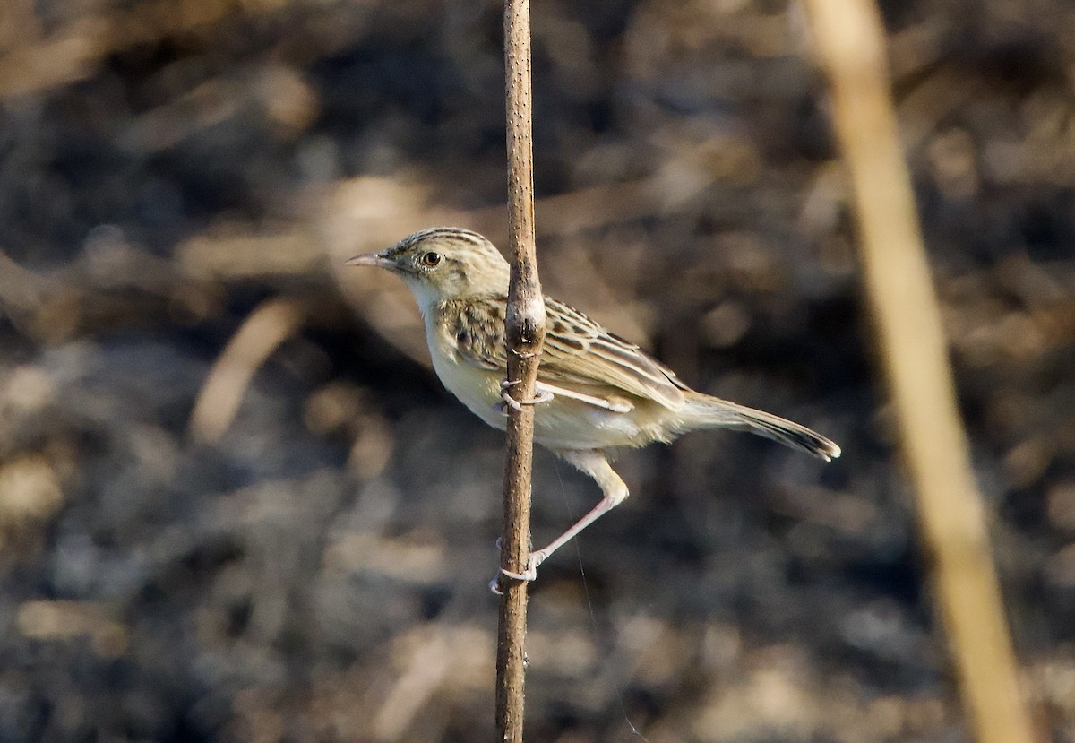 Desert Cisticola - ML622534238