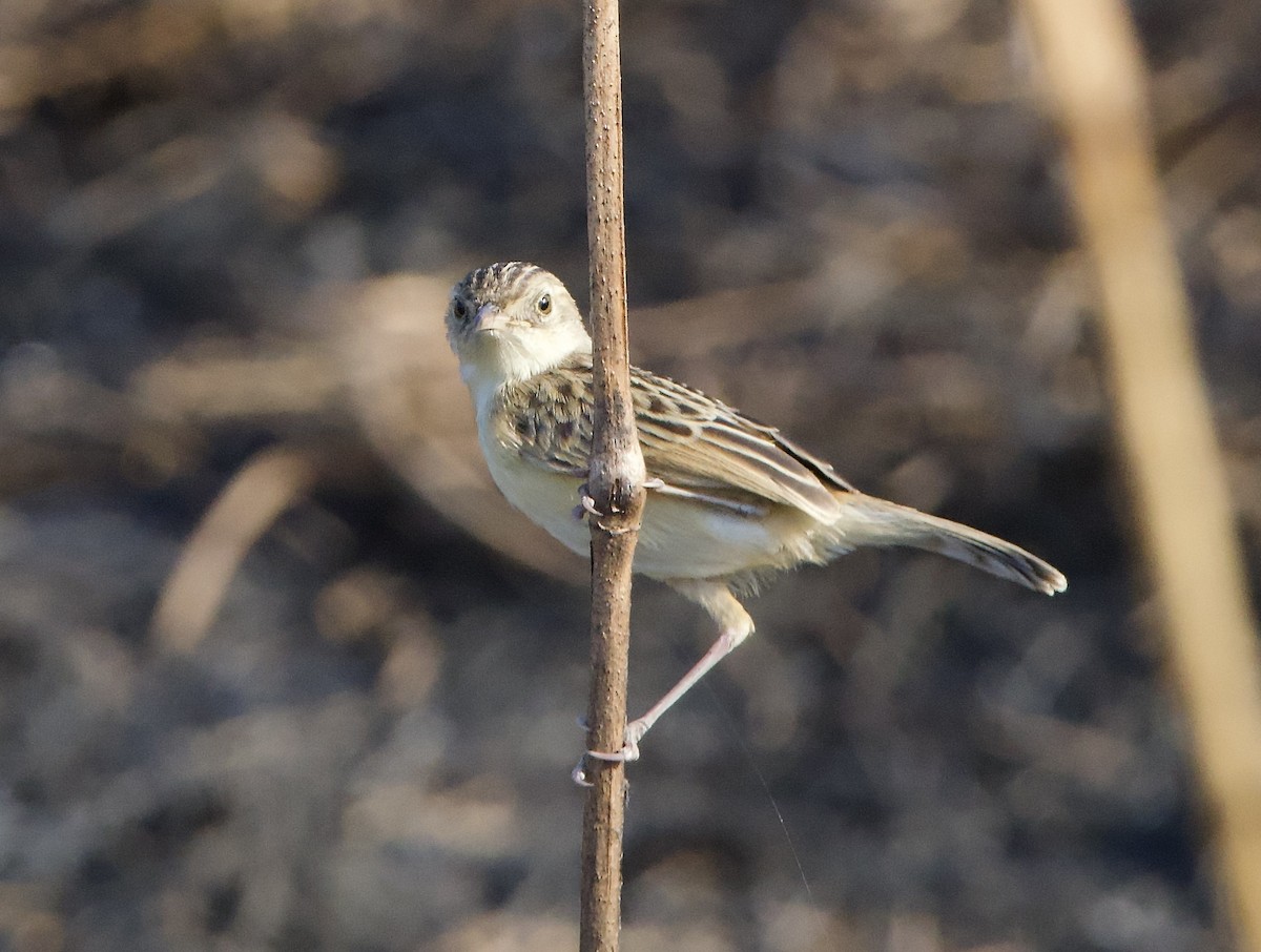 Desert Cisticola - ML622534239