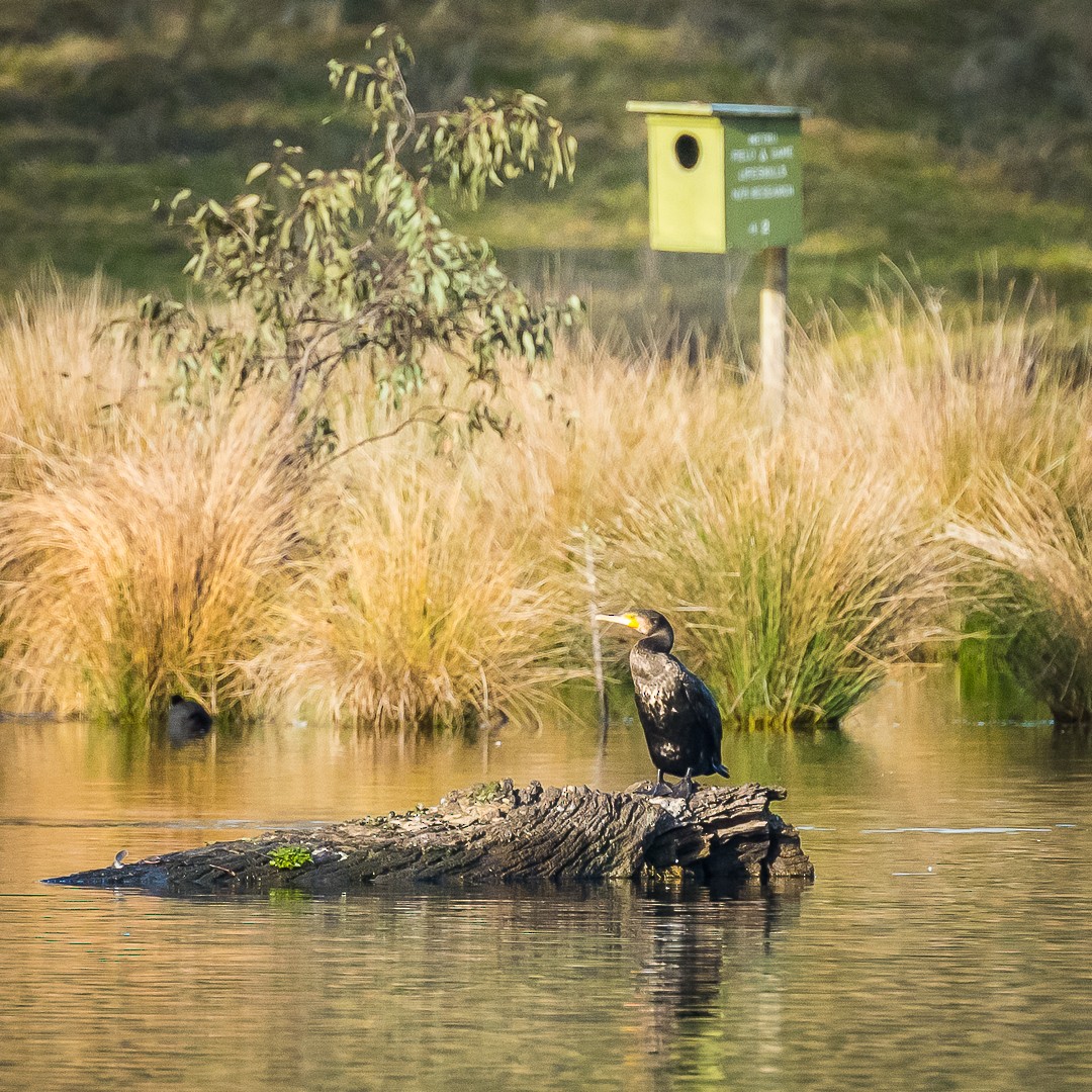 Little Black Cormorant - ML622534297