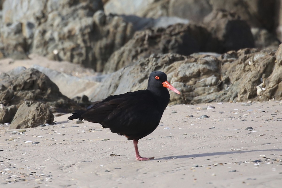 Ostrero Negro Australiano - ML622534298