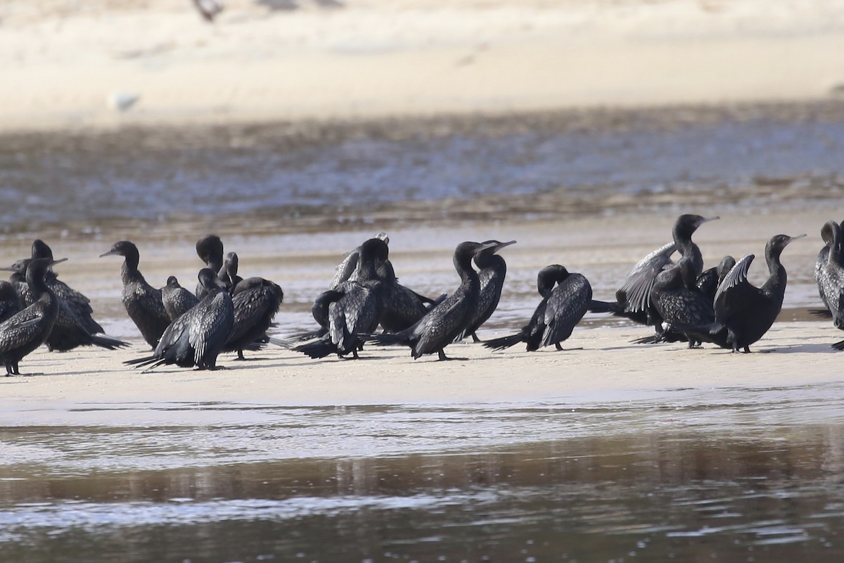 Cormorán Totinegro - ML622534313