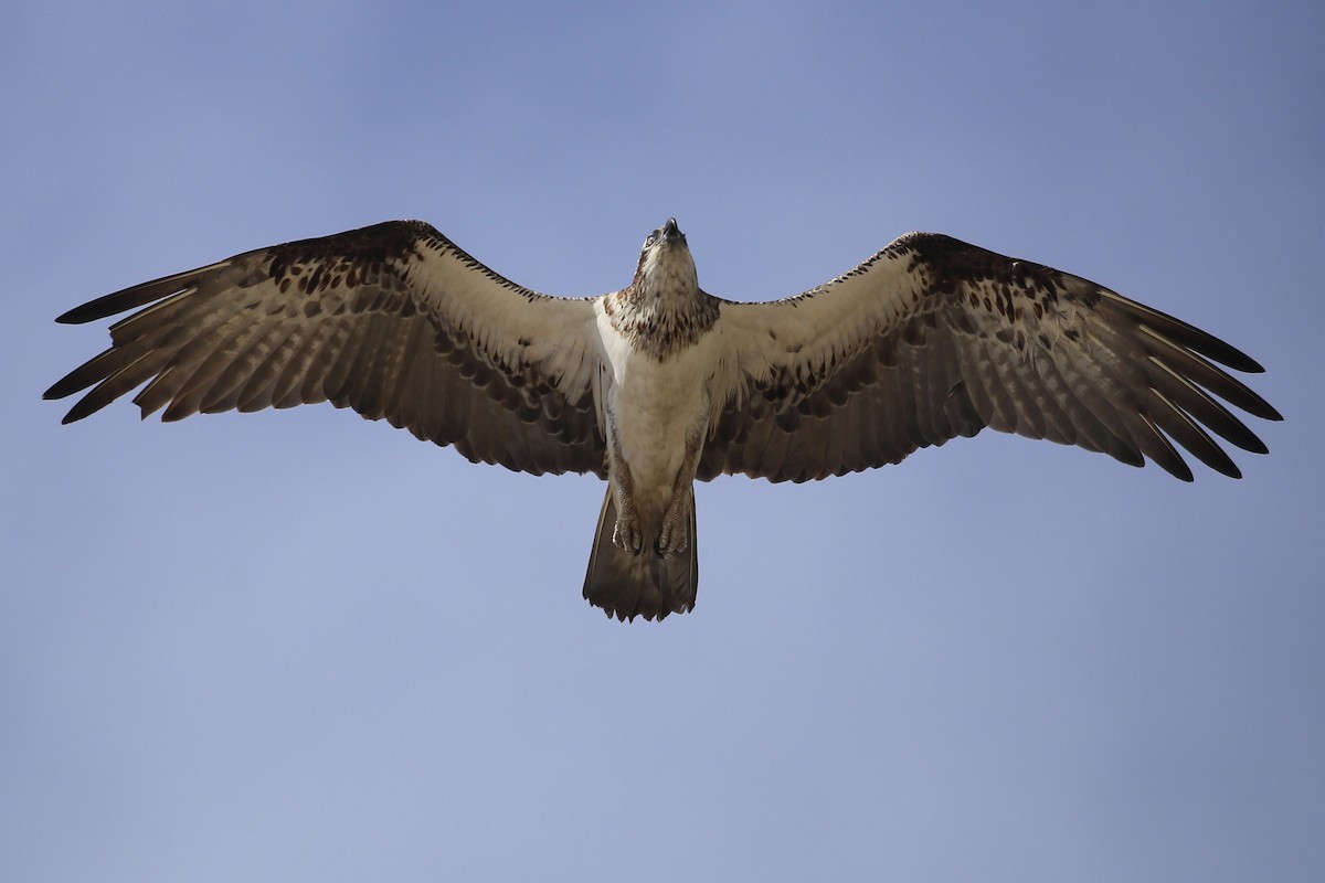 Águila Pescadora (Australia) - ML622534335