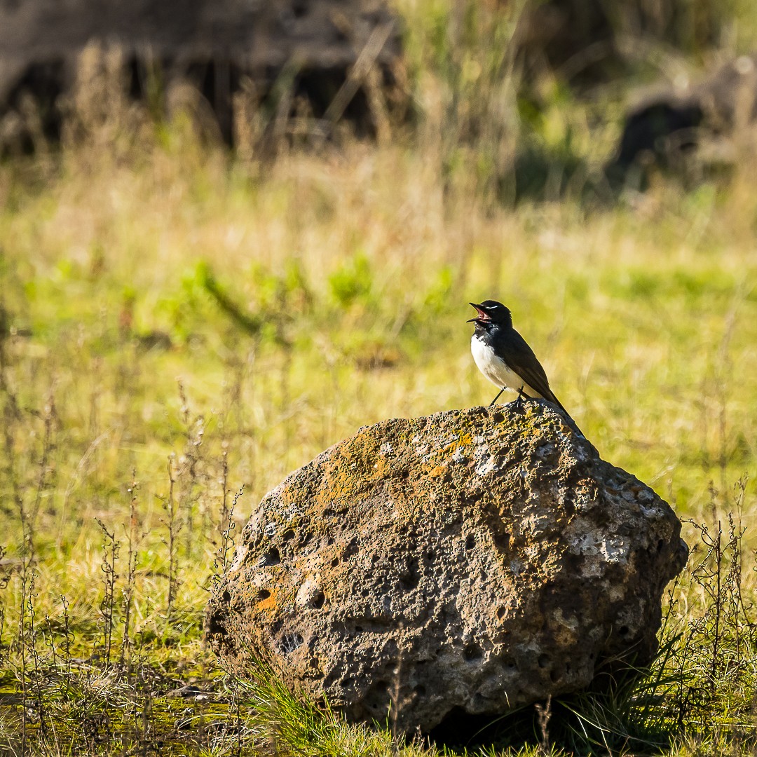 Willie-wagtail - ML622534360