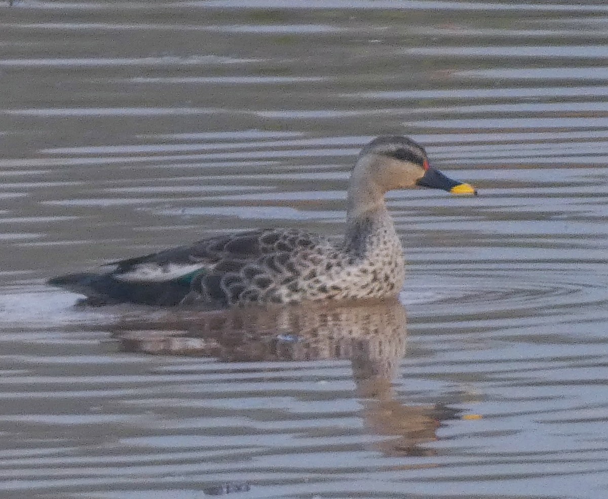 Indian Spot-billed Duck - ML622534376
