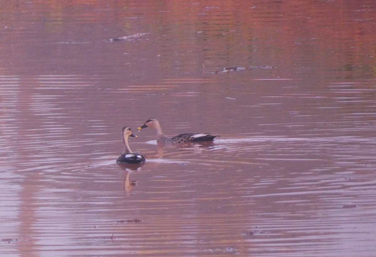 Indian Spot-billed Duck - ML622534377