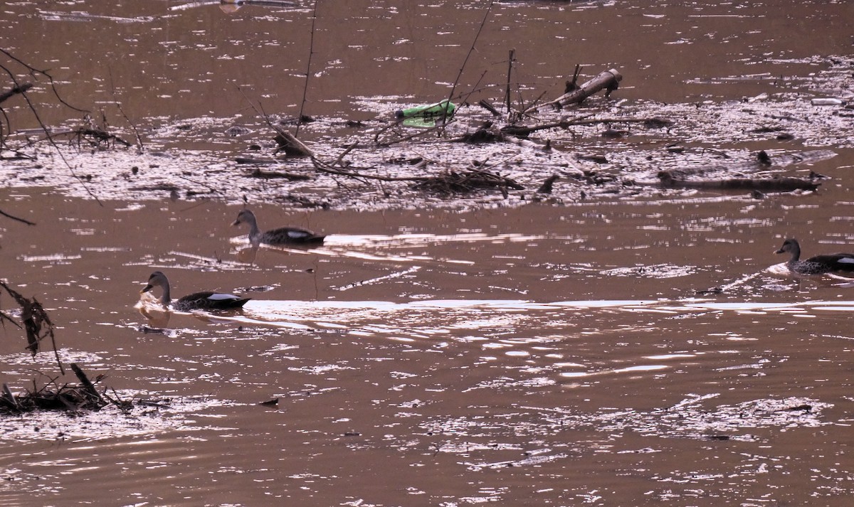 Indian Spot-billed Duck - ML622534378