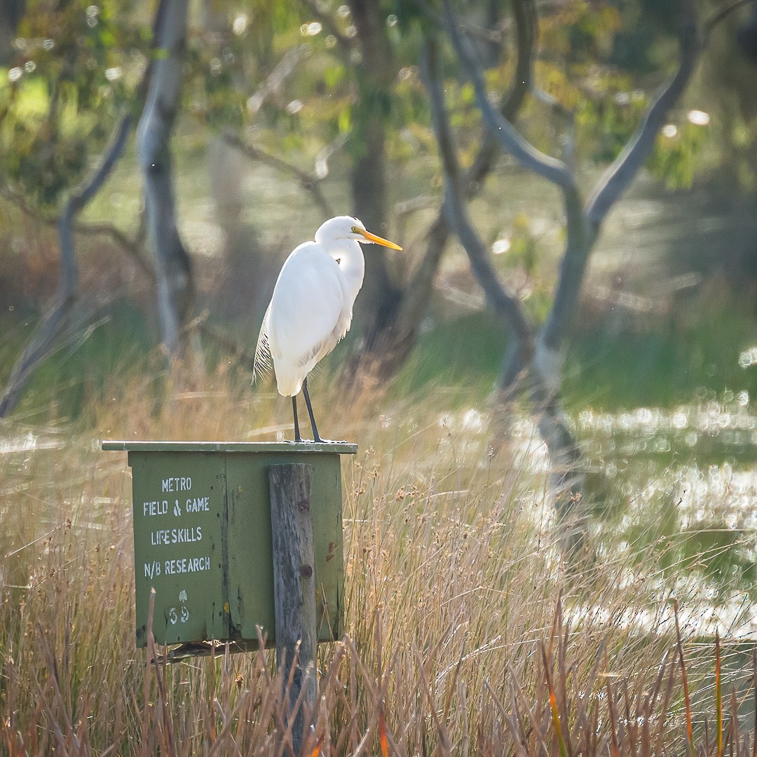 Great Egret - ML622534380