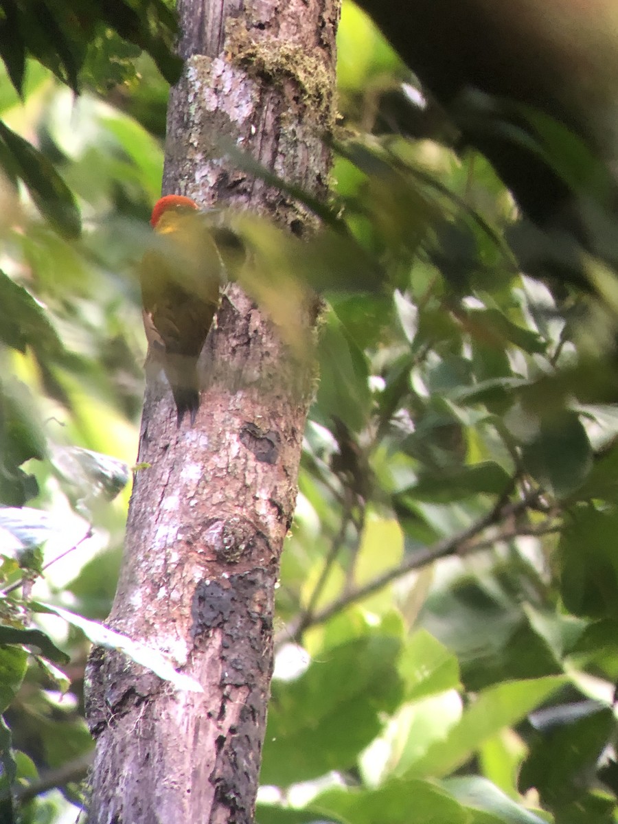 White-throated Woodpecker - ML622534384