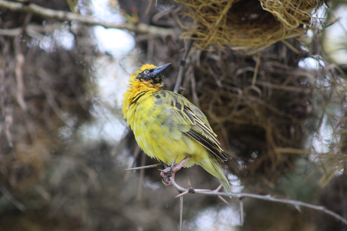 Speke's Weaver - ML622534404