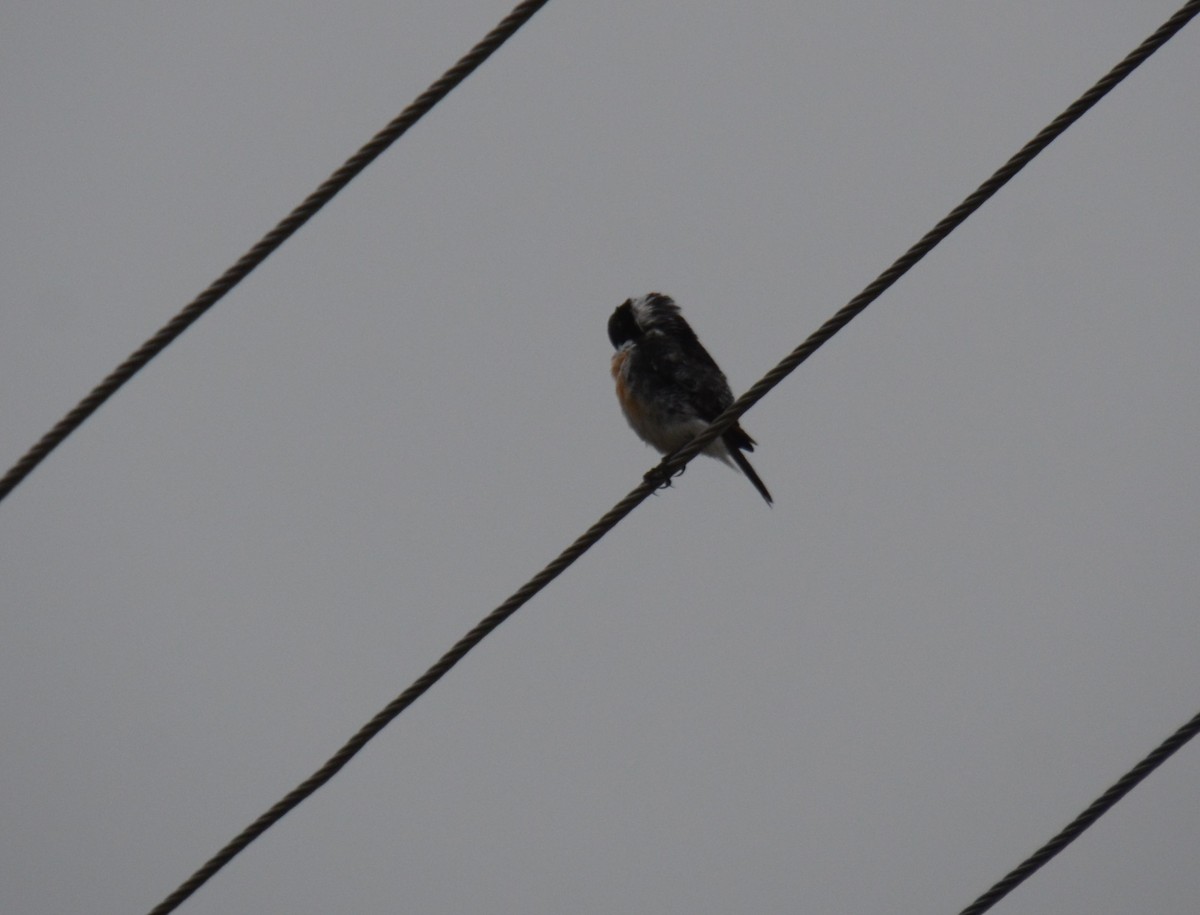 Siberian Stonechat - ML622534462