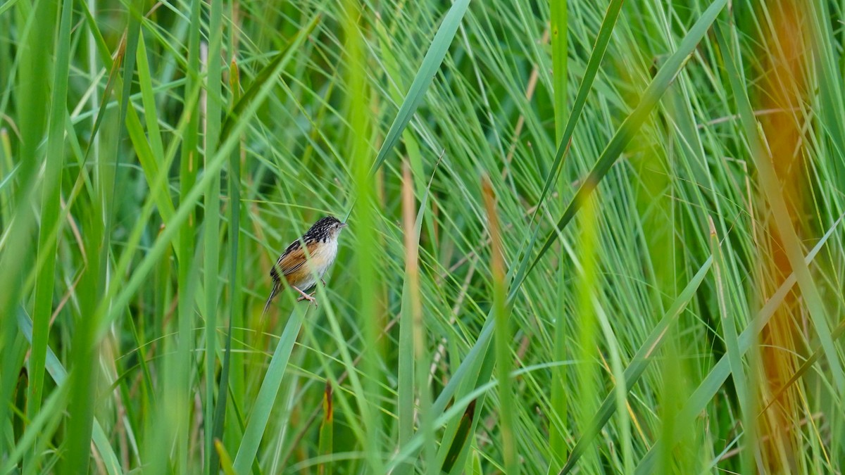 Indian Grassbird - ML622534463