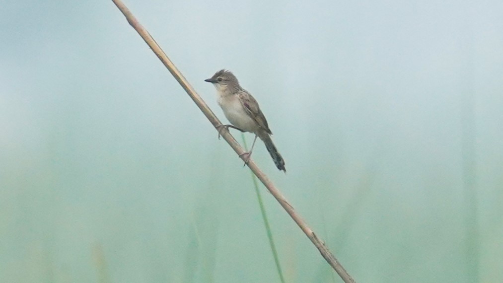 Bristled Grassbird - ML622534474