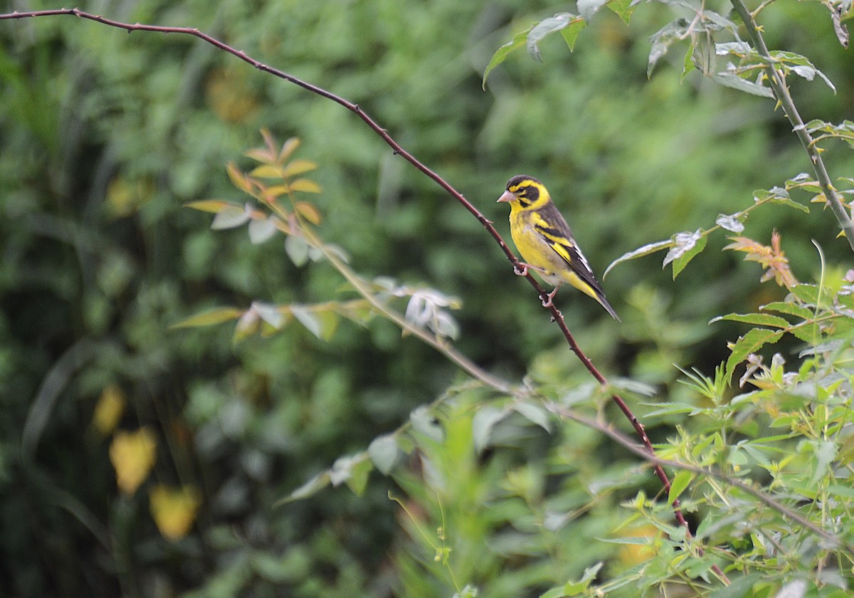 Yellow-breasted Greenfinch - ML622534475