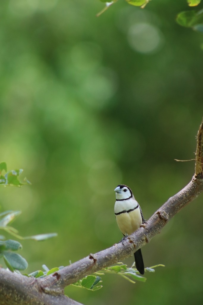 Double-barred Finch - ML622534476