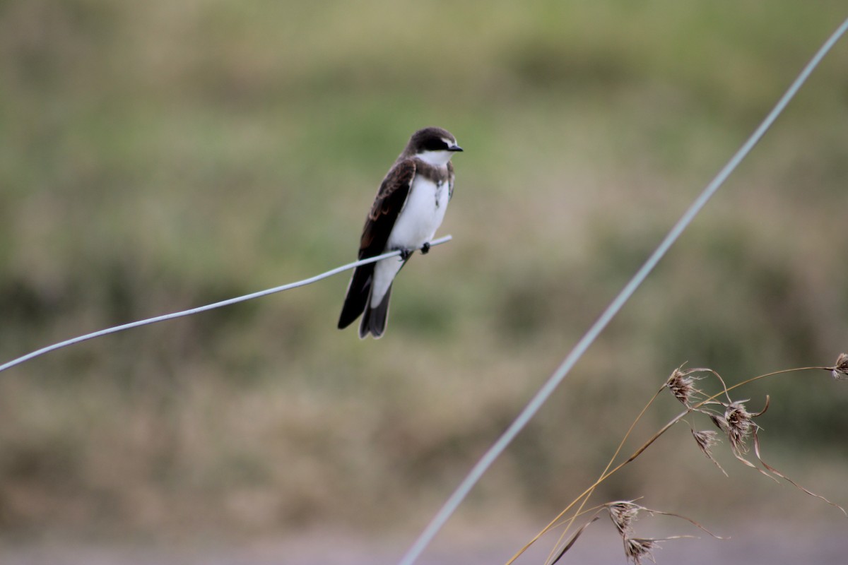 Banded Martin - ML622534497