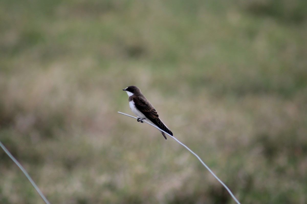 Banded Martin - ML622534498