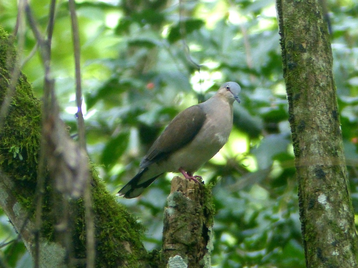 Gray-headed Dove - ML62253451