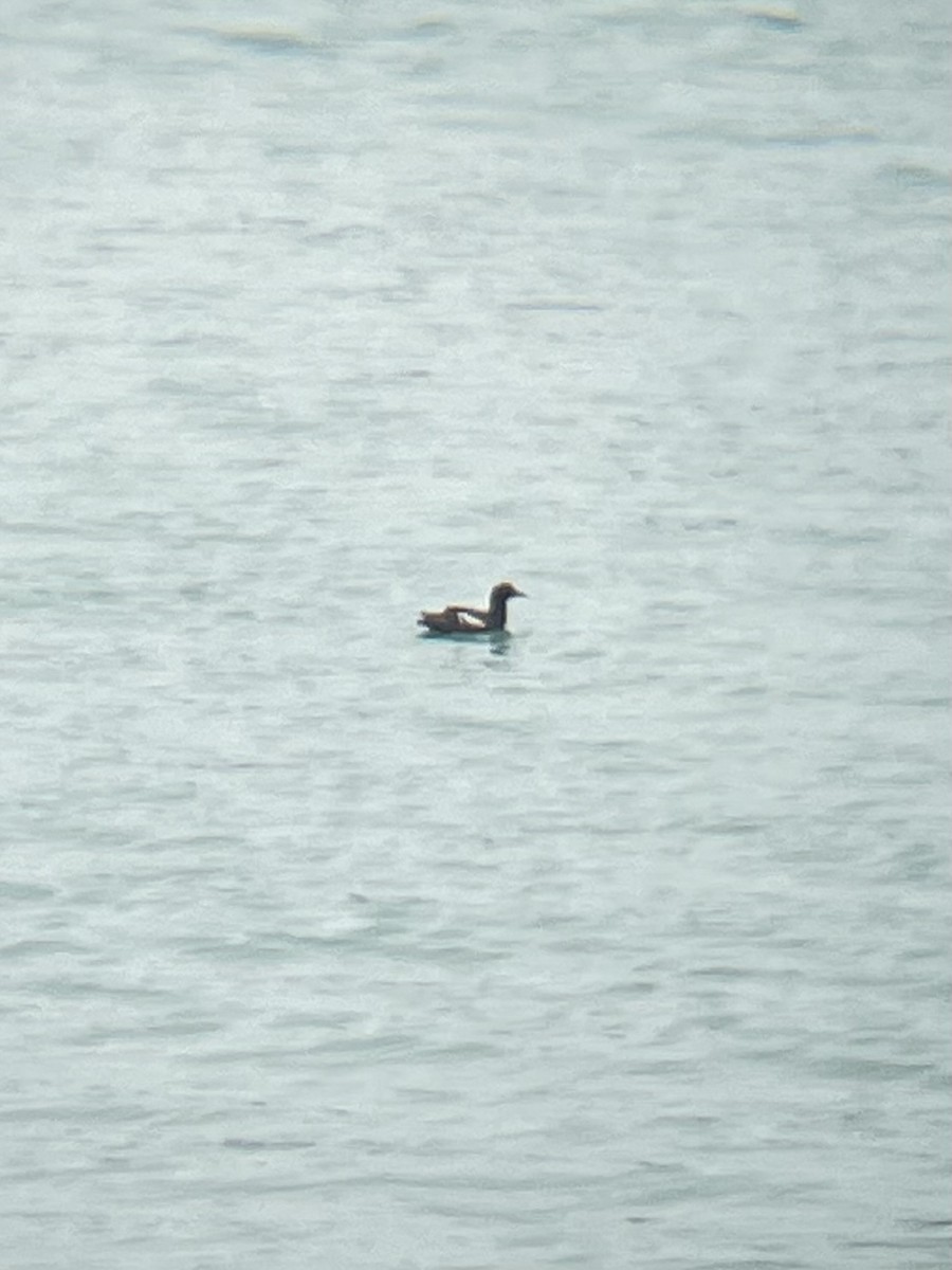 Pigeon Guillemot - Katie Lamke