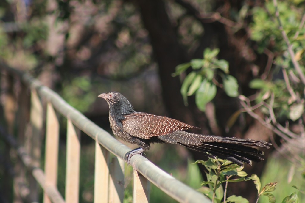 Pheasant Coucal - ML622534515