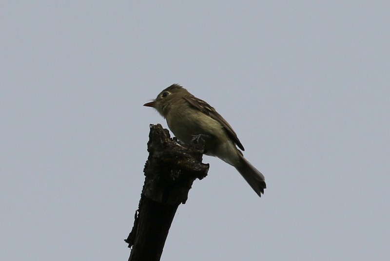 Western Flycatcher (Pacific-slope) - ML622534518