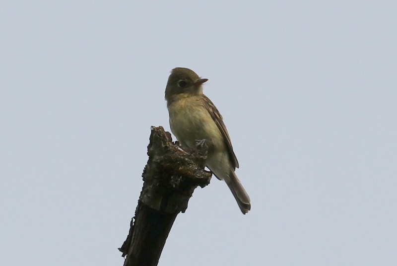 Western Flycatcher (Pacific-slope) - ML622534519