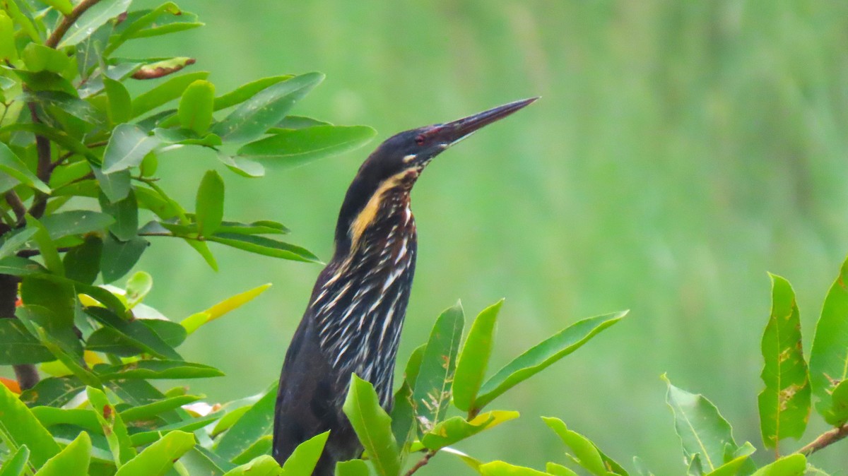 Black Bittern - ML622534525