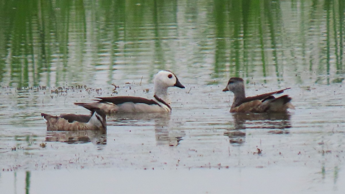 Cotton Pygmy-Goose - ML622534557