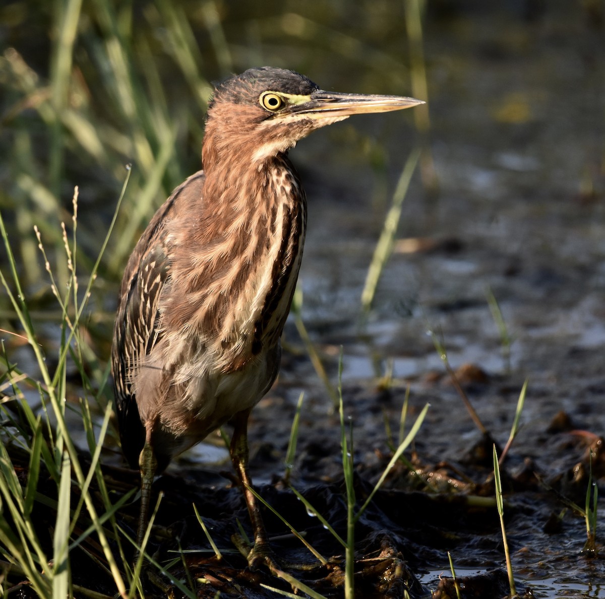 Green Heron - ML622534579