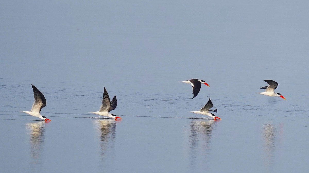 Indian Skimmer - ML622534583