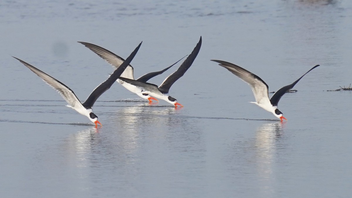 Indian Skimmer - ML622534584
