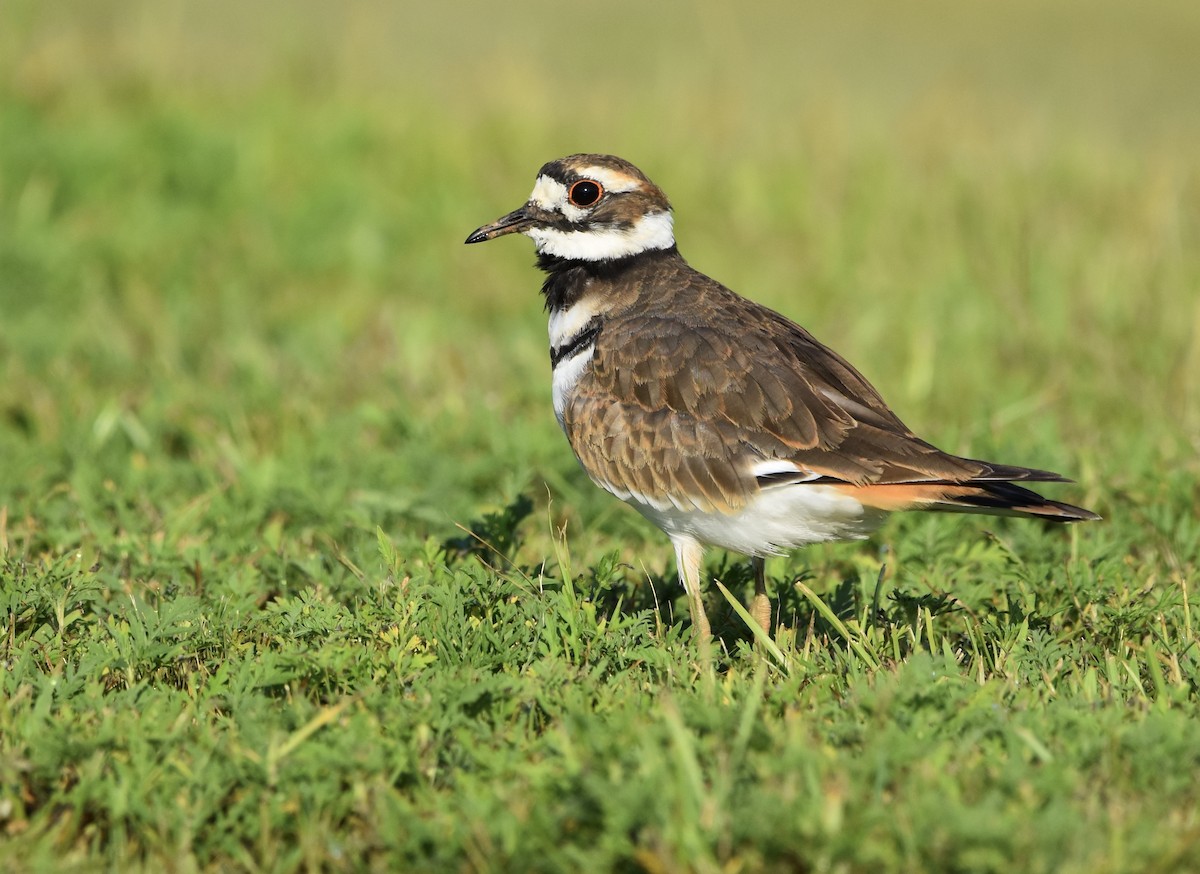 Killdeer - ML622534589