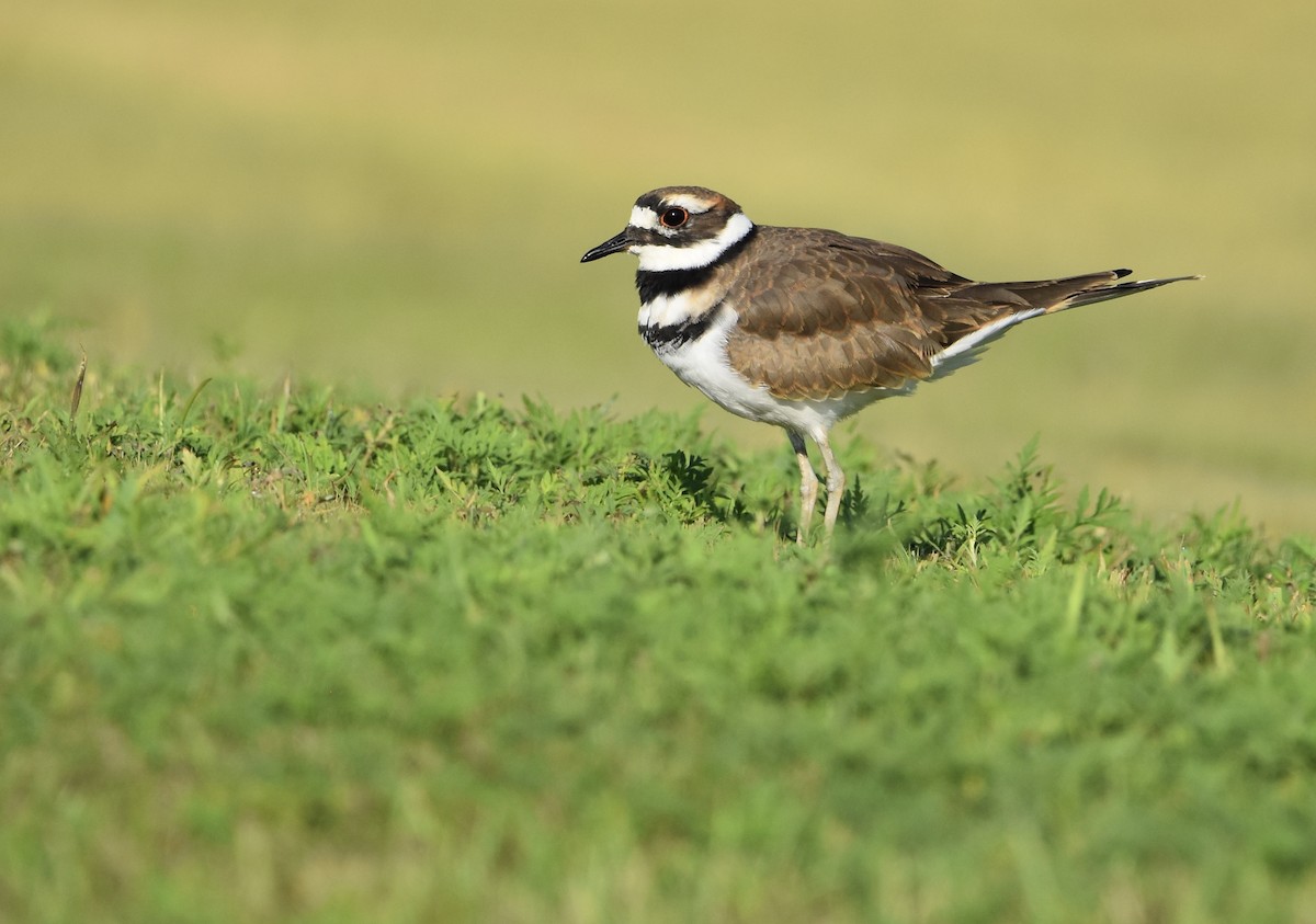 Killdeer - ML622534593