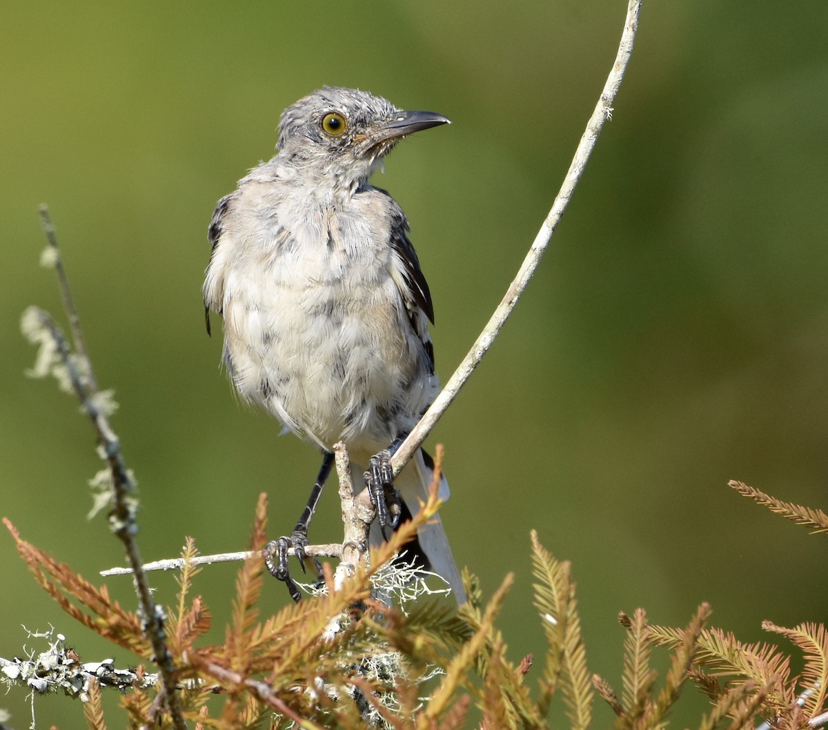 Northern Mockingbird - ML622534604